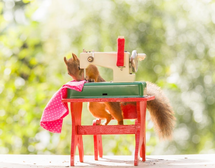 Red Squirrel Photos by Geert Weggen