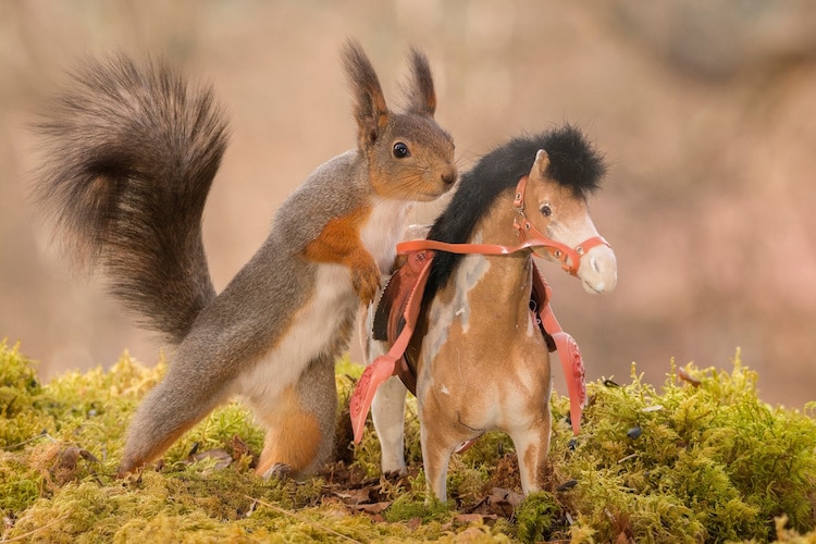 Red Squirrel Photos by Geert Weggen