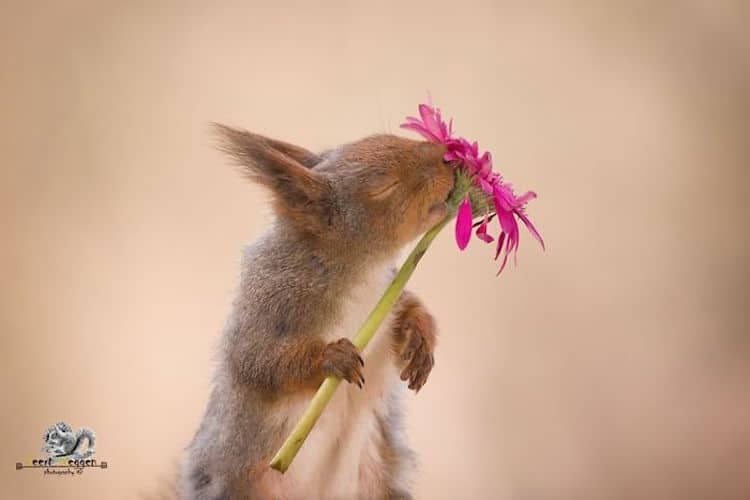 Red Squirrel Photos by Geert Weggen