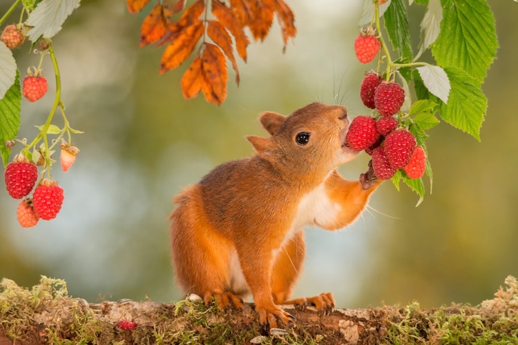 Red Squirrel Photos by Geert Weggen