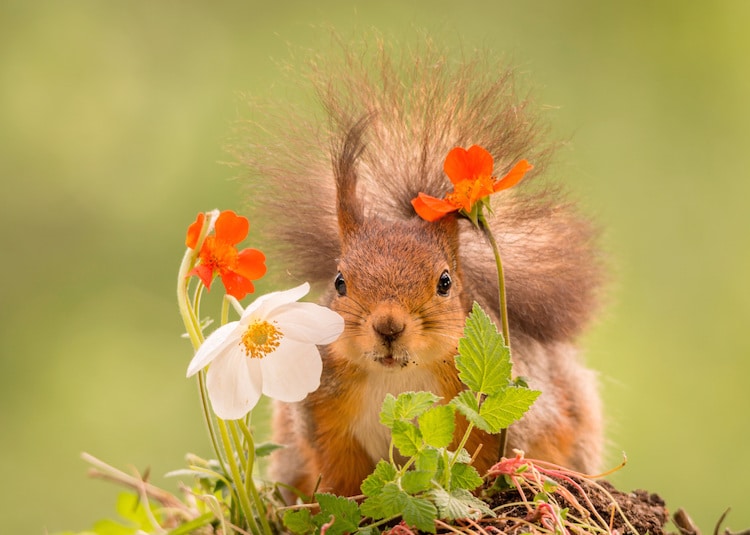 Red Squirrel Photos by Geert Weggen