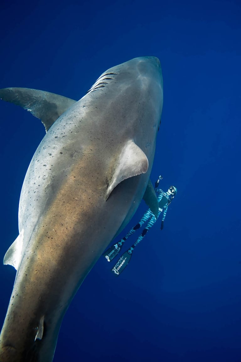deep blue shark zize