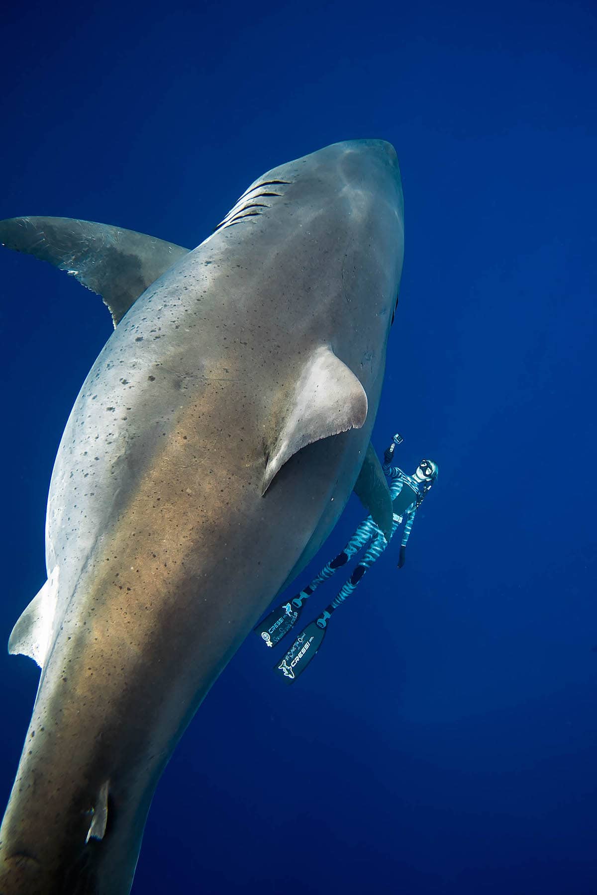 Great White Shark in Hawaii