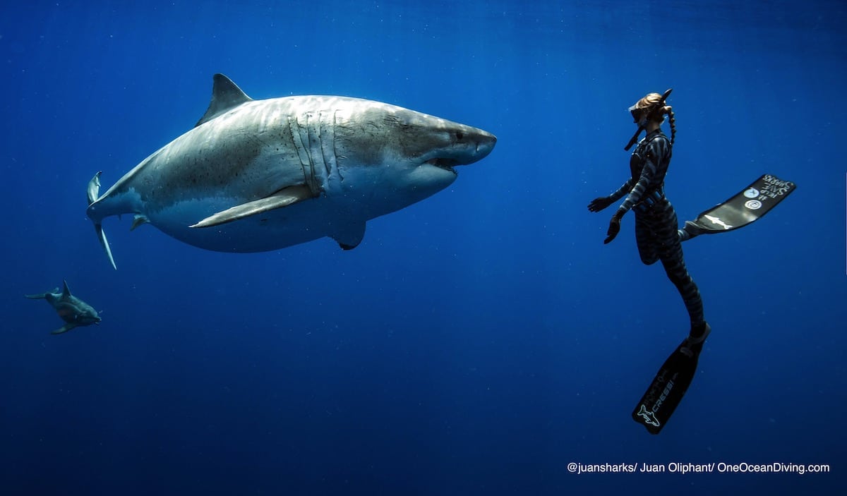 Nadando con tiburones en Hawaii - One Ocean Diving