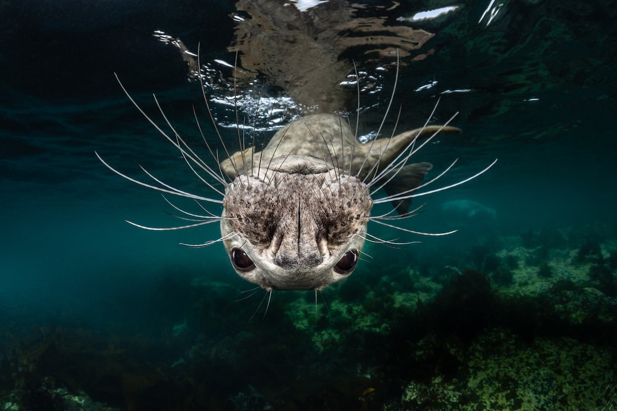 Ocean Art Underwater Photo Competition