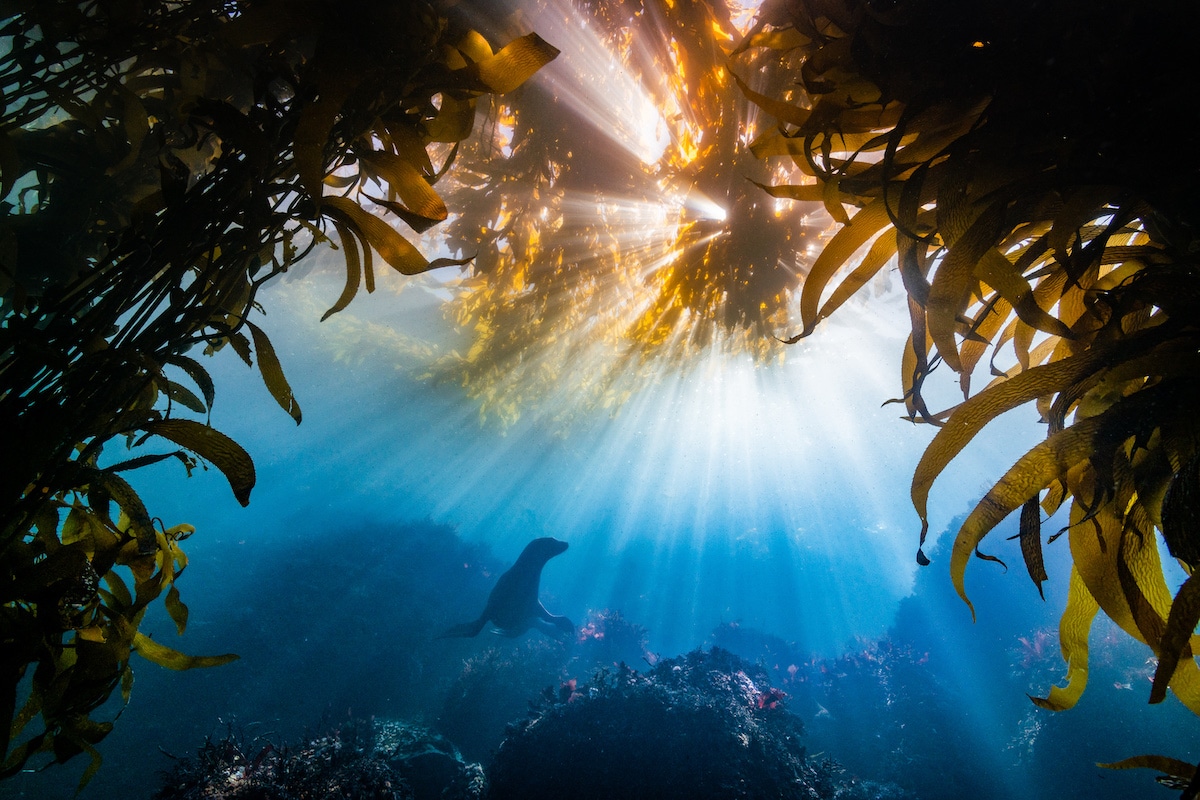 Winning Photos from 2018 Ocean Art Underwater Photo Competition