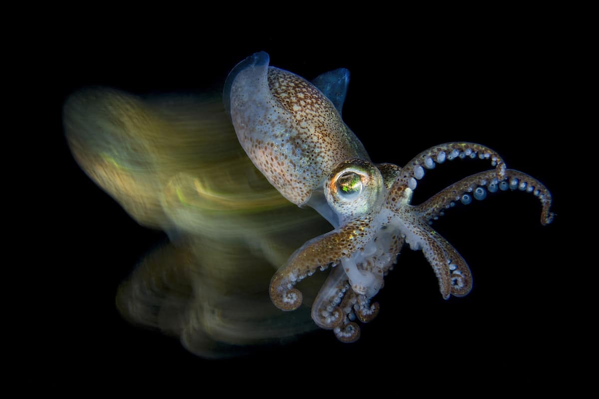 Ocean Art Underwater Photo Competition