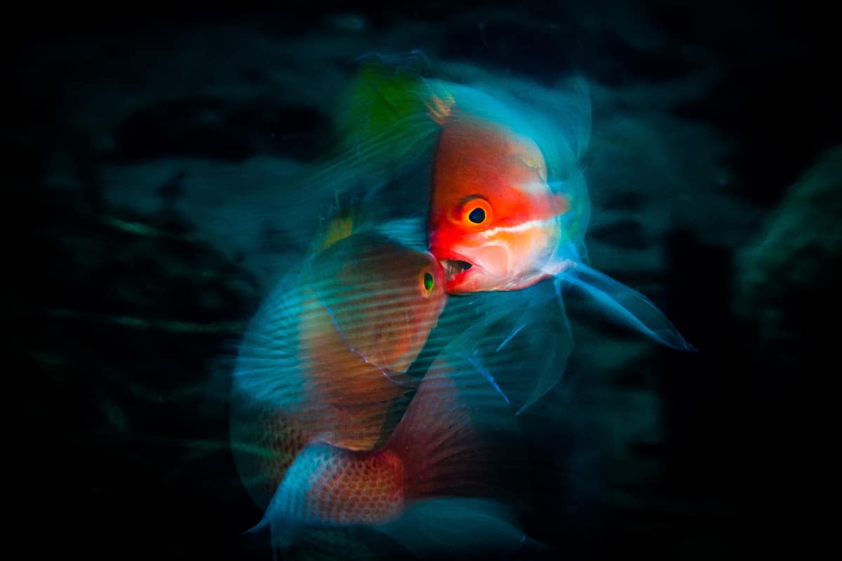 Ocean Art Underwater Photo Competition