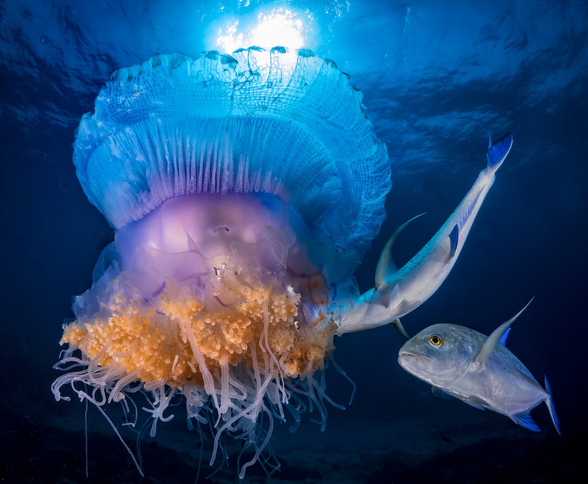 Winning Photos from 2018 Ocean Art Underwater Photo Competition