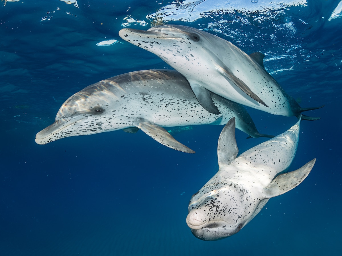 Ocean Art Underwater Photo Competition