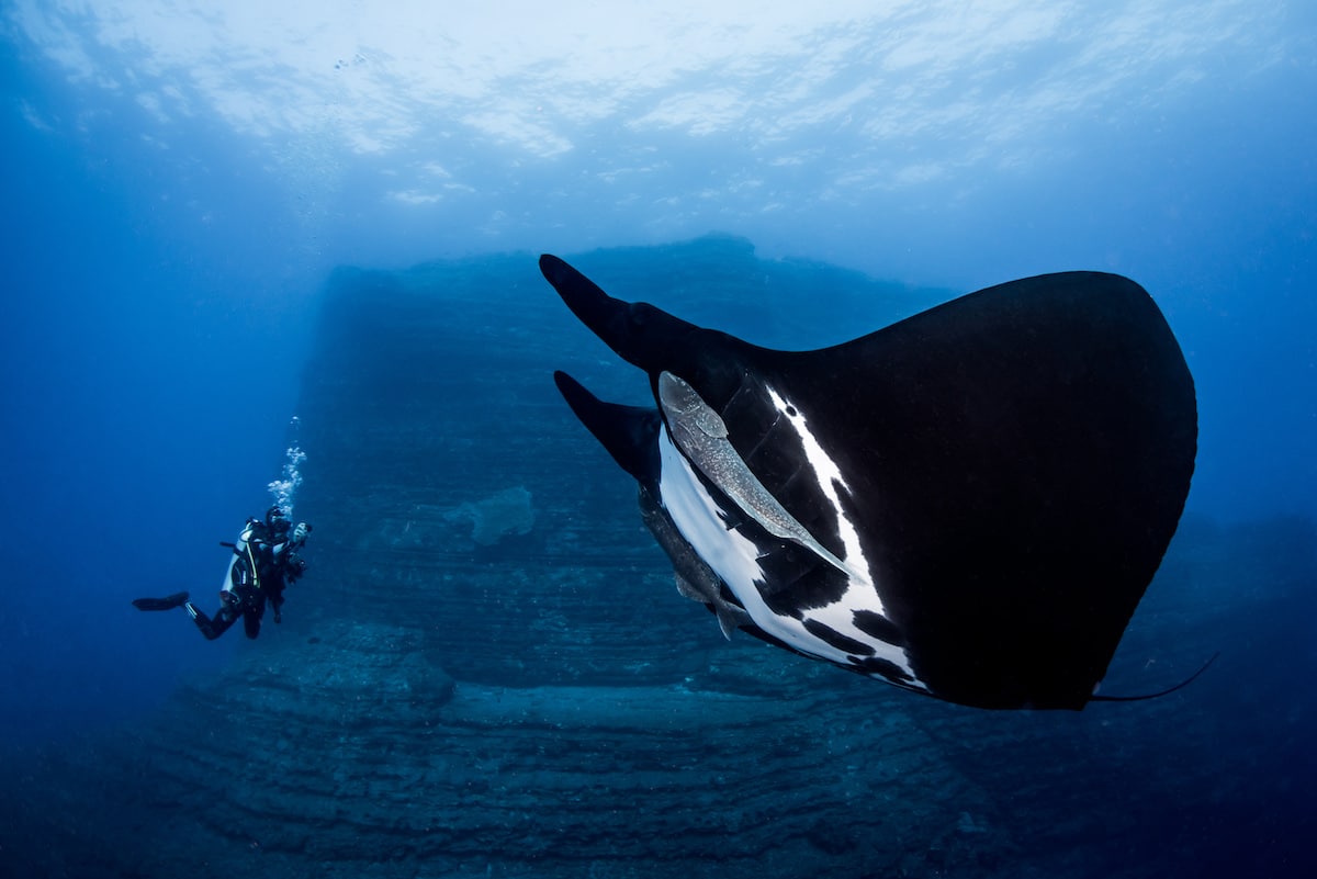 Ocean Art Underwater Photo Competition