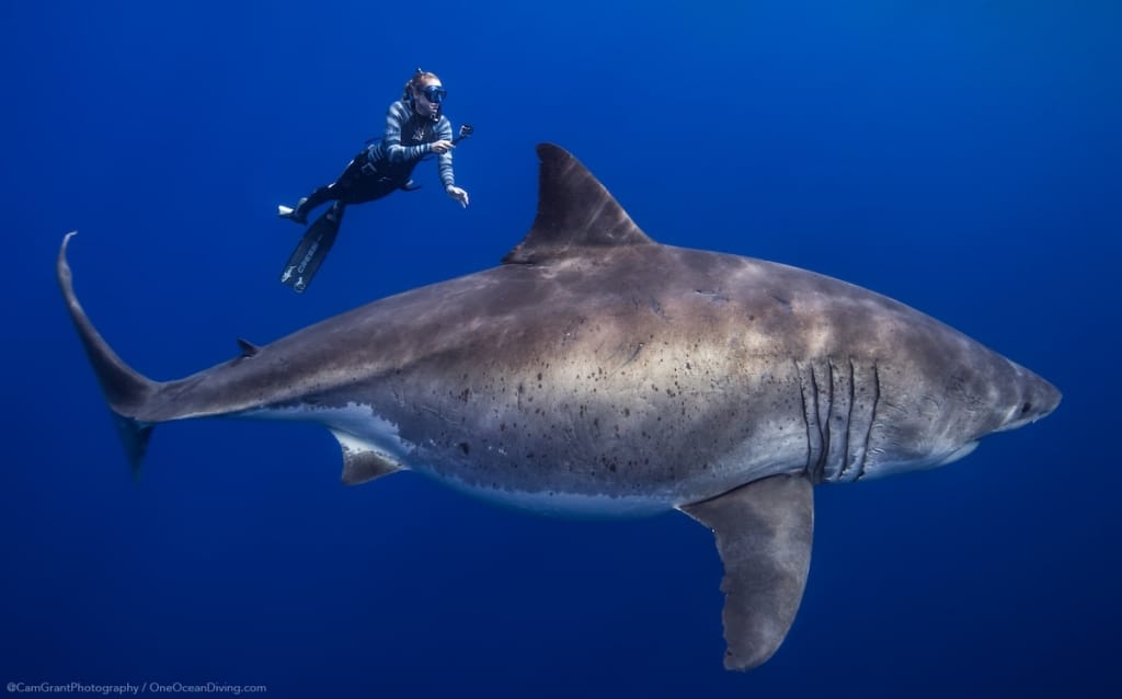 Conservationists Swim with One of the Largest Great White Sharks Ever ...