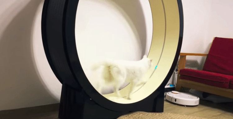 DOZA Cats® Feline Exercise Treadmill 