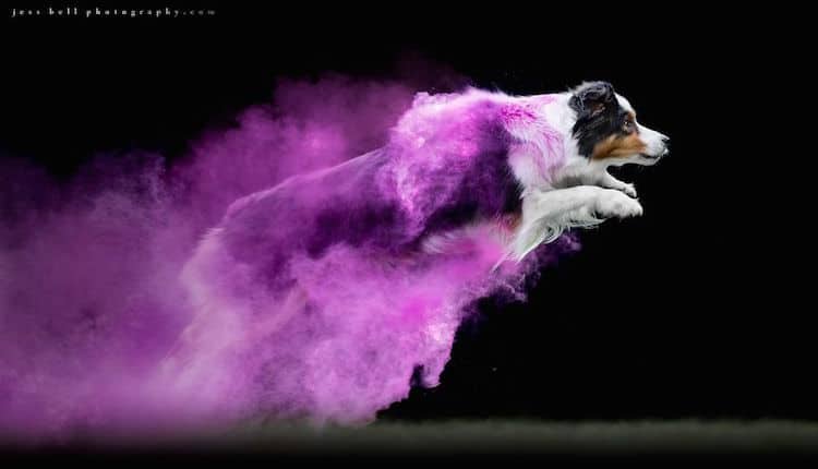 Photographer Uses Colored Powder in Experimental Dog Photos