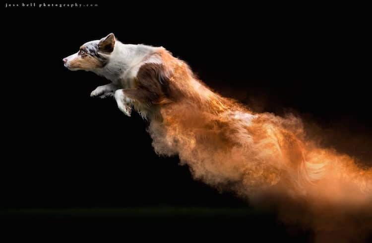 Color Powder Dog Photos by Jess Bell