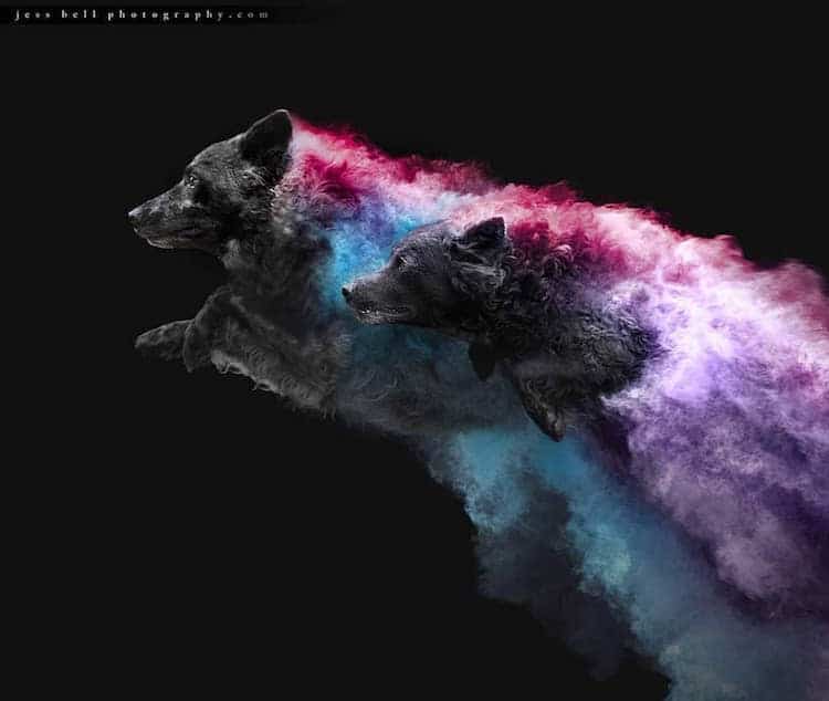 Color Powder Dog Photos by Jess Bell