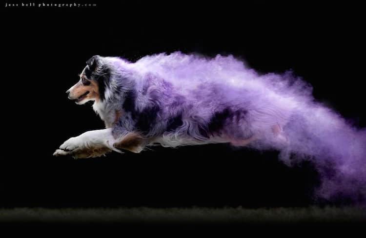 Color Powder Dog Photos by Jess Bell