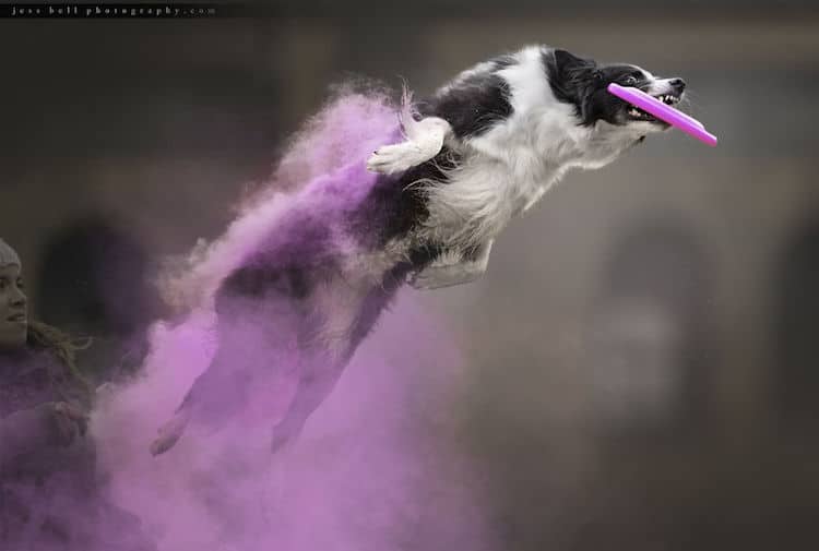 Color Powder Dog Photos by Jess Bell