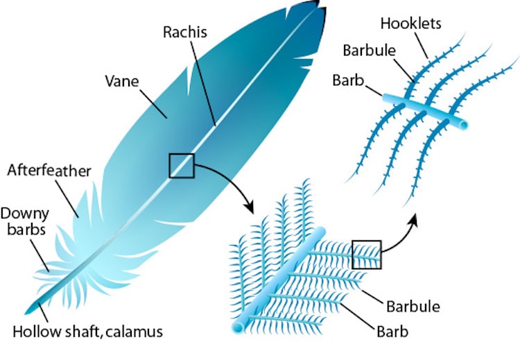 Anatomy of a Feather