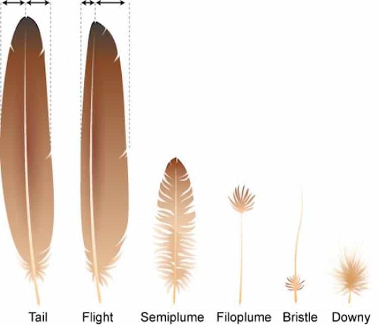 how to draw a feather step by step