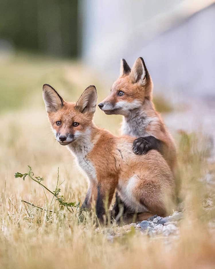 Forest Animals Wildlife Photography by Ossi Saarinen