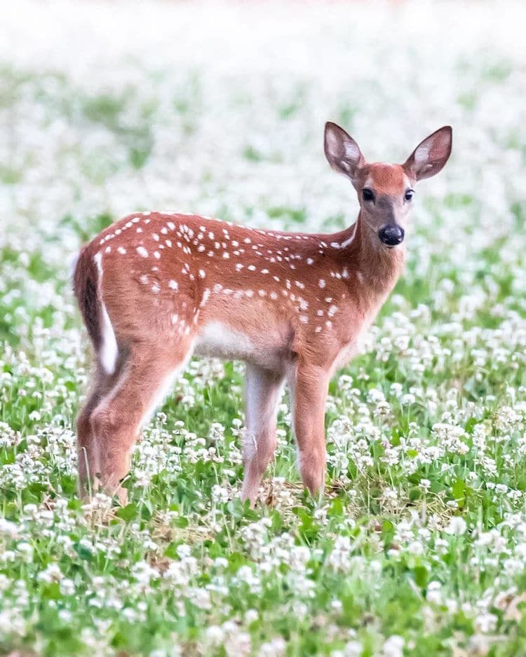 Forest Animals Wildlife Photography by Ossi Saarinen