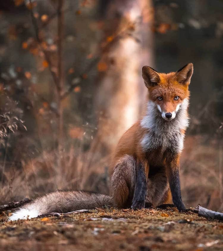 Forest Animals Wildlife Photography by Ossi Saarinen