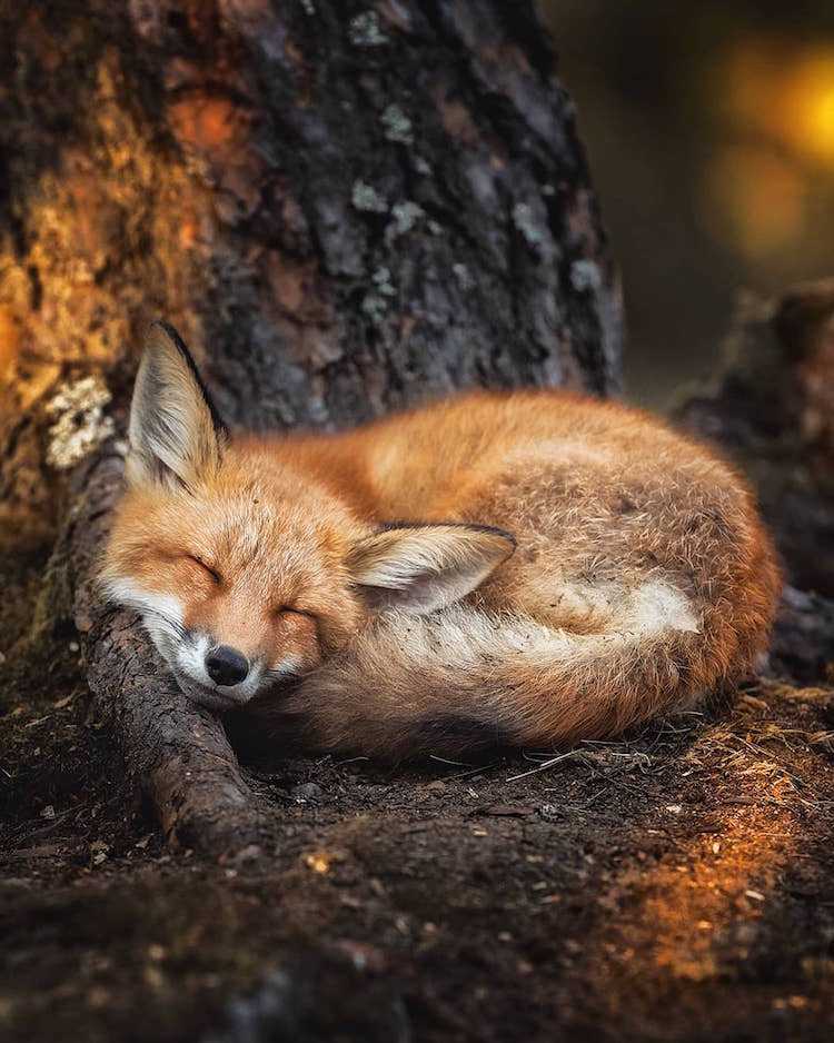 Photographer Captures Enchanting Photos of Finland's Forest Animals
