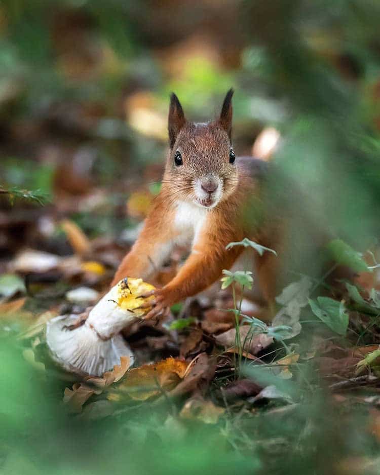 Forest Animals Wildlife Photography by Ossi Saarinen