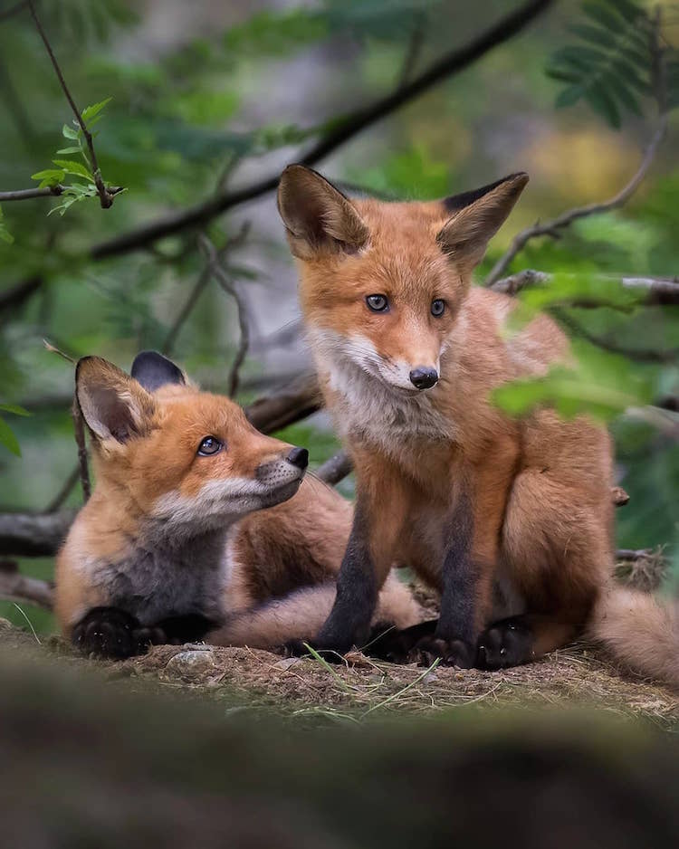 Photographer Captures Enchanting Photos Of Finland s Forest Animals