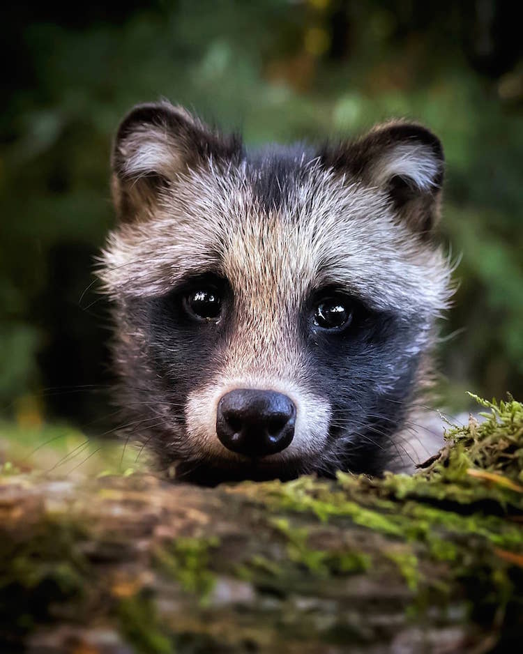 Forest Animals Wildlife Photography by Ossi Saarinen