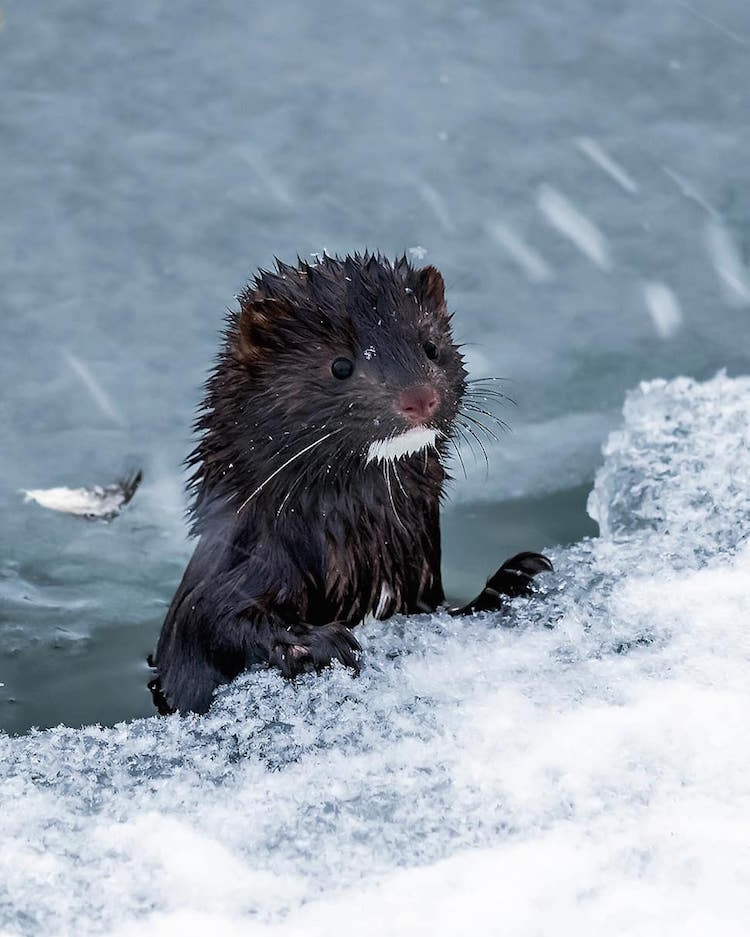 Fotos Animales del Bosque en Finlandia de Ossi Saarinen