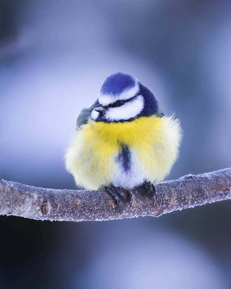 Fotos Animales del Bosque en Finlandia de Ossi Saarinen