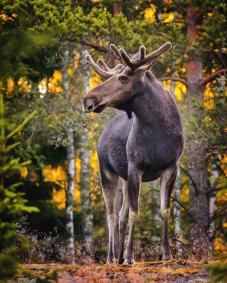 Fotos Animales del Bosque en Finlandia de Ossi Saarinen