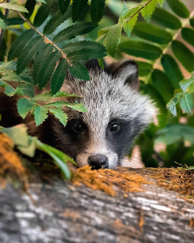 Forest Animals Wildlife Photography by Ossi Saarinen