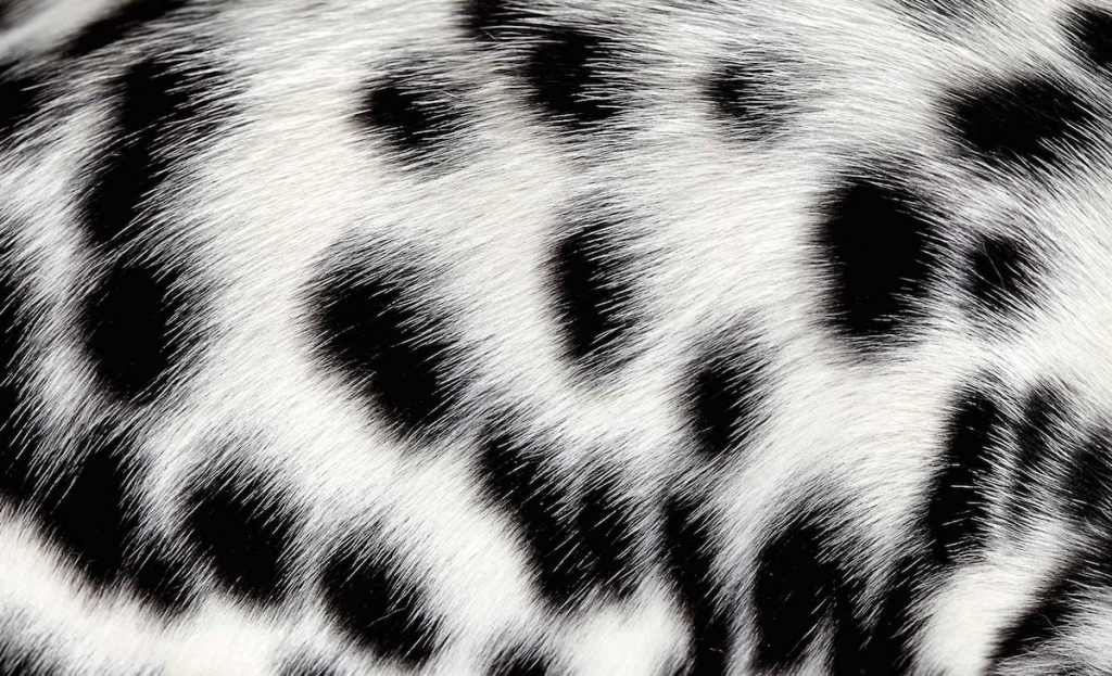 Pet Photographer Captures The “Hair of the Dog” in UpClose Fur Shots