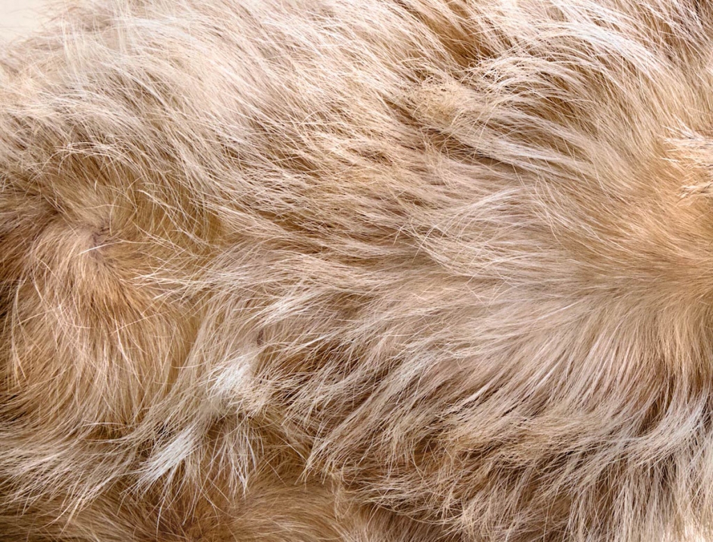 Pet Photographer Captures The “Hair of the Dog” in UpClose Fur Shots