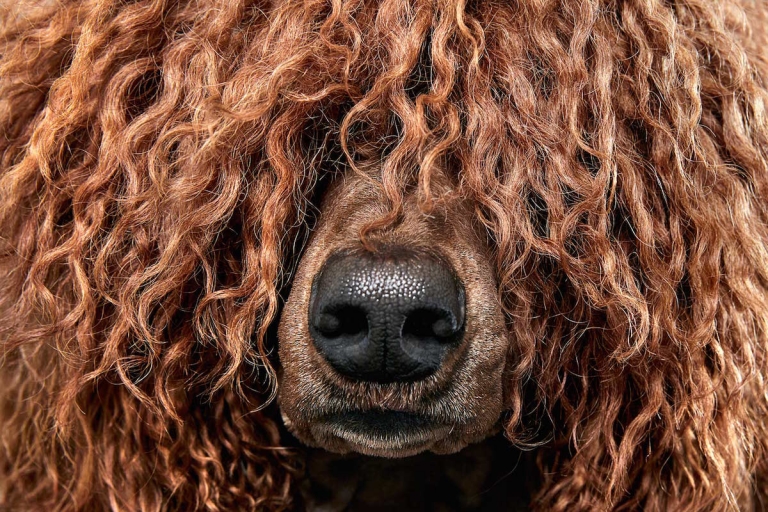 Pet Photographer Captures The “Hair of the Dog” in UpClose Fur Shots