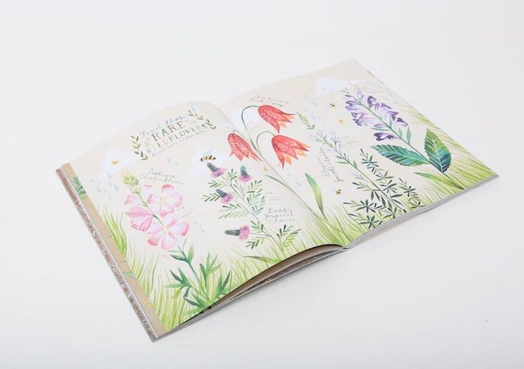 The Wildflower's Workbook Katie Daisy Book