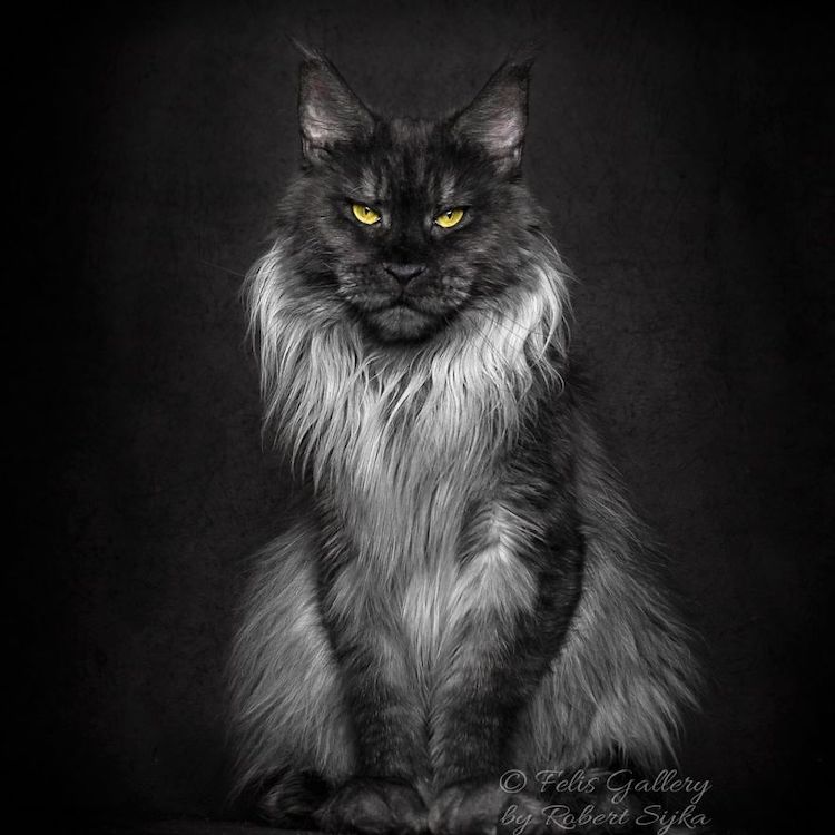 "Captivating Maine Coon Cats: Behold the Majestic Charm of These Gentle Giants in 30 Stunning Photos" - yeudon