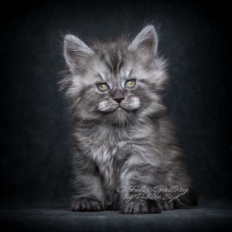 gato maine coon 