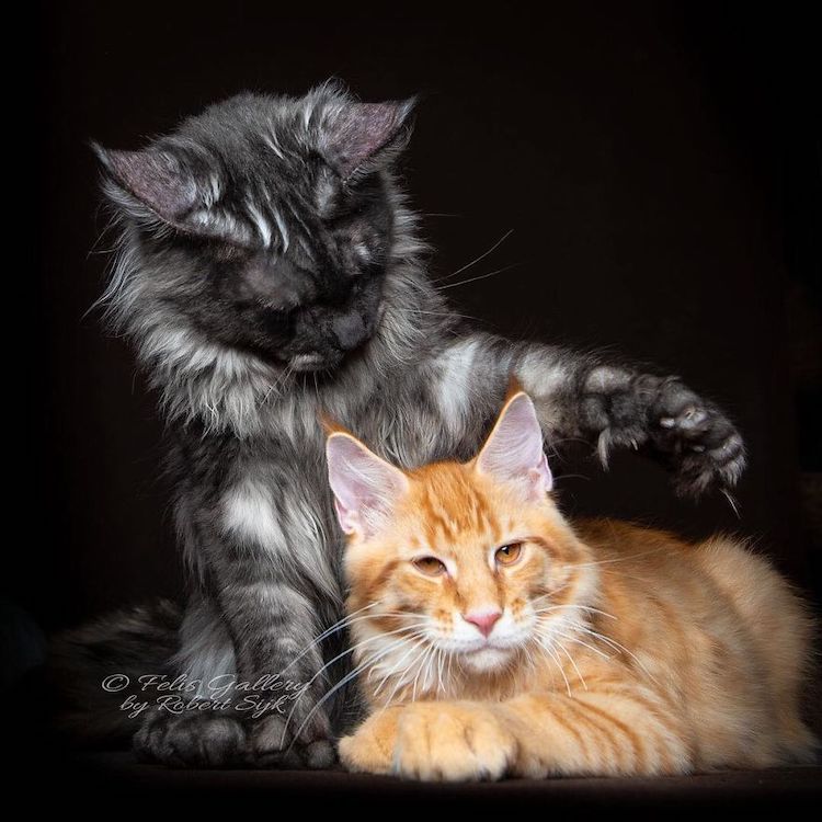 Beautiful Maine Coon Photos by Robert Sijka