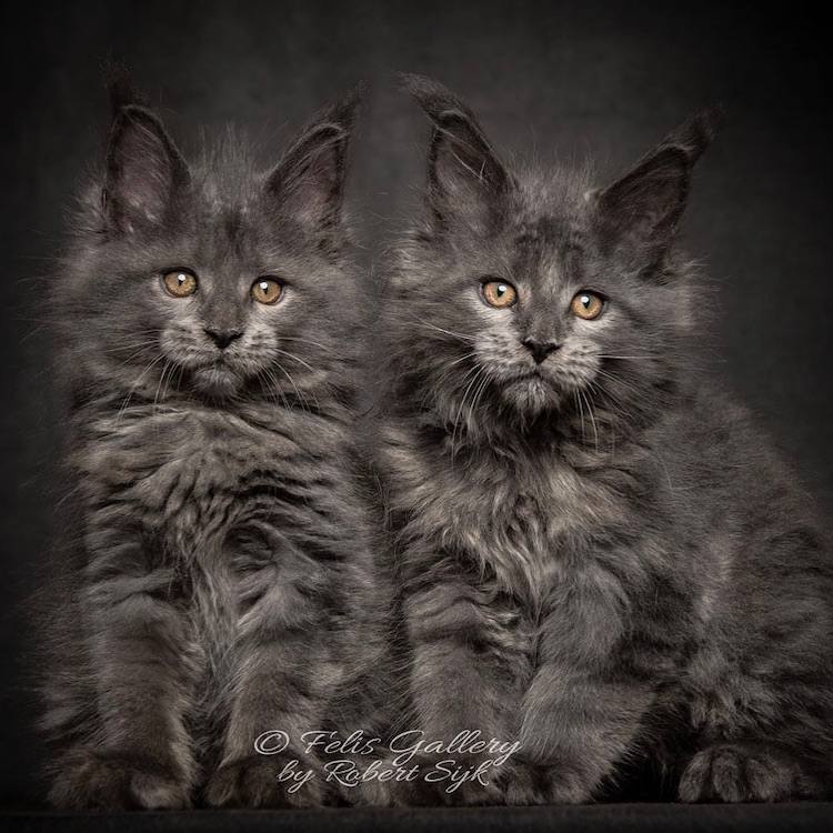 Beautiful Maine Coon Photos by Robert Sijka