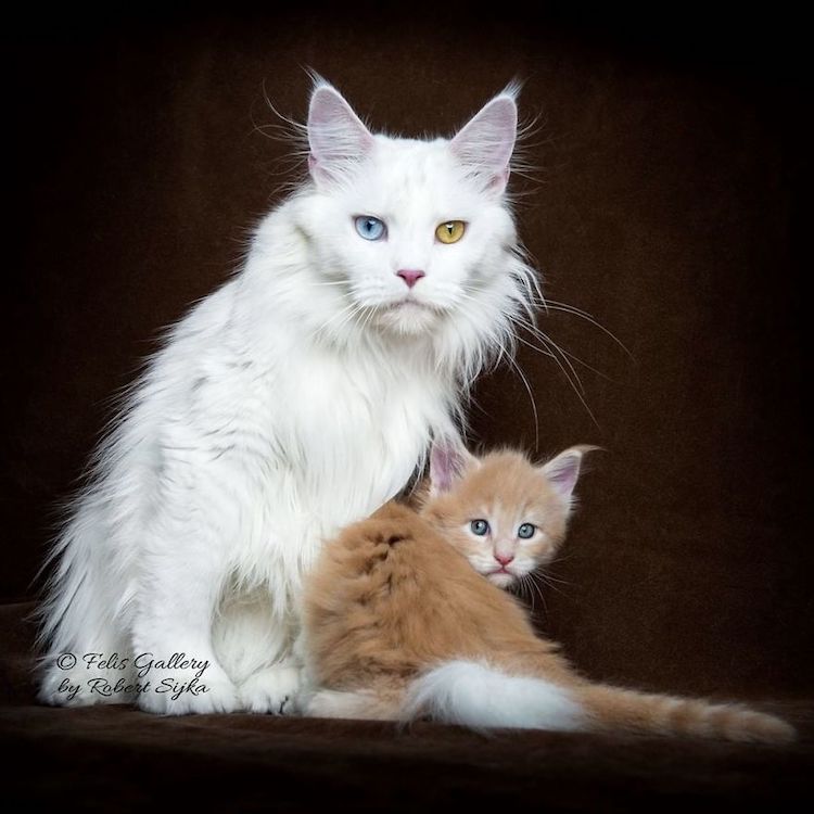 Beautiful Maine Coon Photos by Robert Sijka