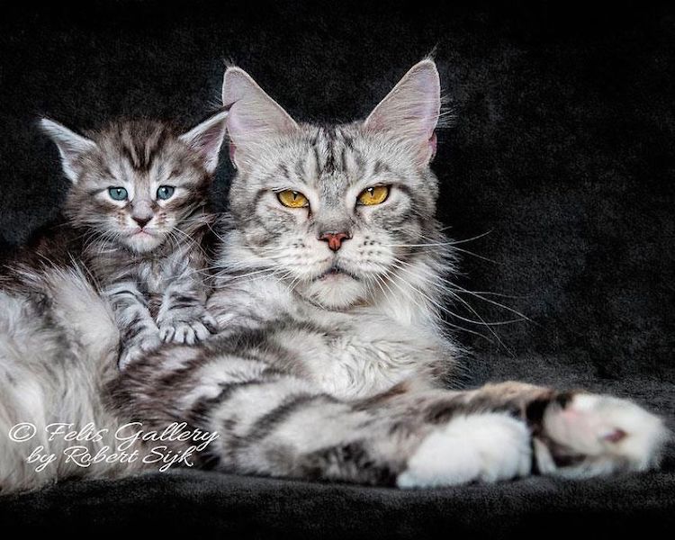 Beautiful Maine Coon Photos by Robert Sijka