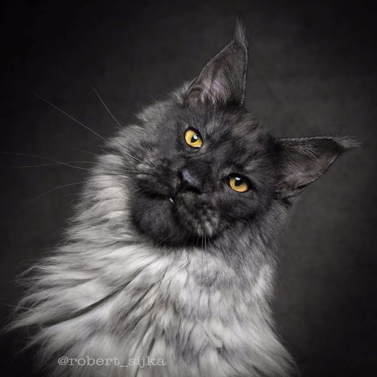 30 Majestic Pictures of Maine Coon Cats by Robert Sijka