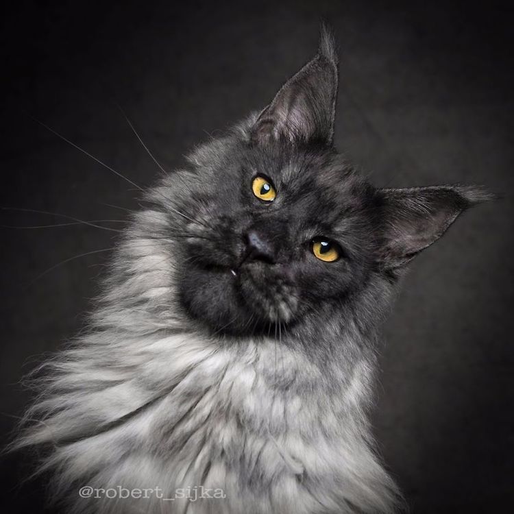 30 Majestic Pictures Of Maine Coon Cats By Robert Sijka