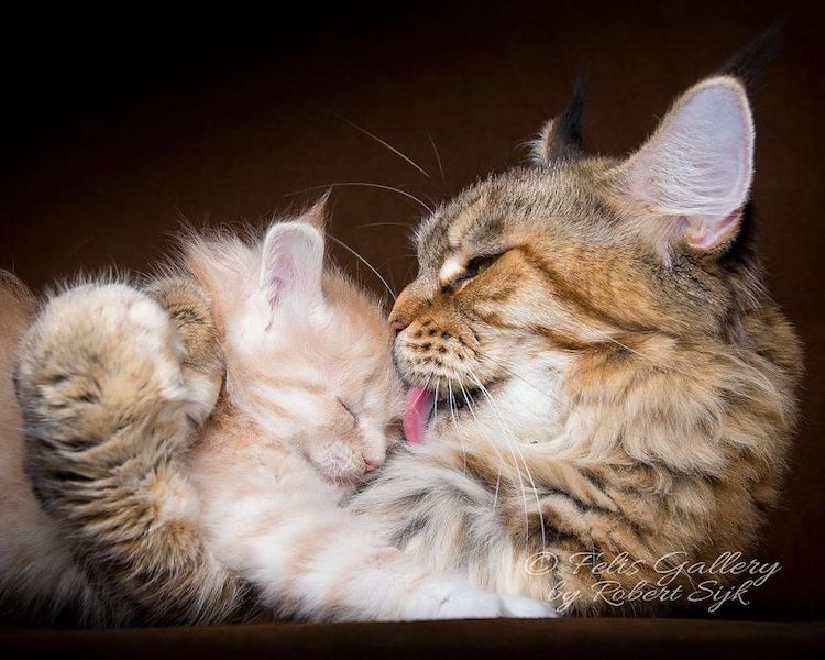 Pictures of Maine Coon Cats by Robert Sijka