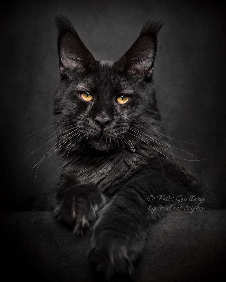 Pictures of Maine Coon Cats by Robert Sijka