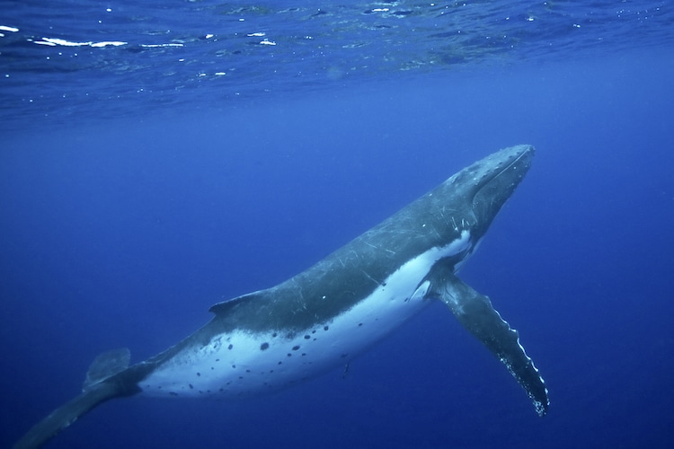 cantos de ballenas jorobadas macho